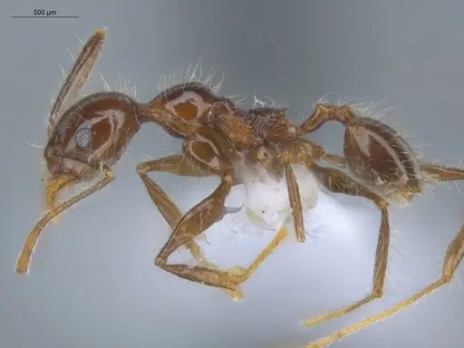Pheidole bulliceps - ECOFOG-MI15-0153-18