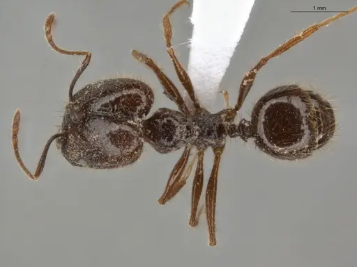 Pheidole bulliceps - ECOFOG-PA14-0109-01-S