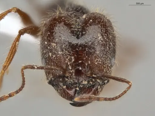 Pheidole bulliceps - ECOFOG-PA14-0109-01-S