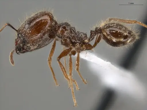 Pheidole bulliceps - ECOFOG-PA14-0109-01-S
