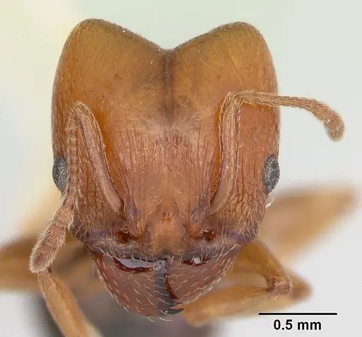 Pheidole bureni specimen