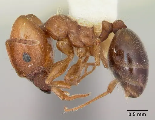 Pheidole bureni specimen