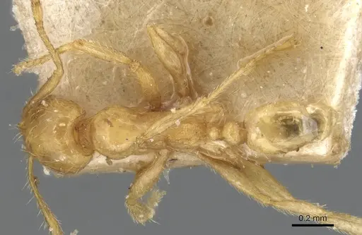 Pheidole butteli specimen