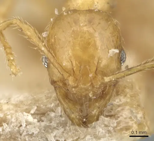 Pheidole butteli specimen