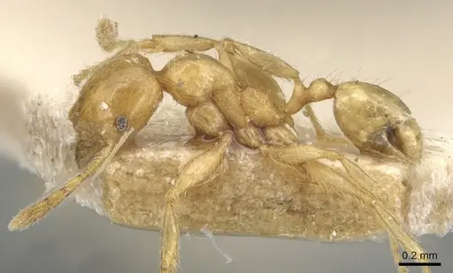 Pheidole butteli specimen