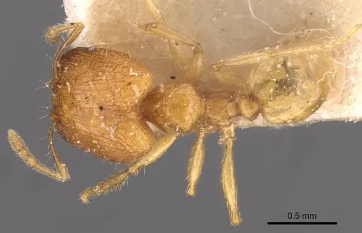 Pheidole butteli - CASENT0907864
