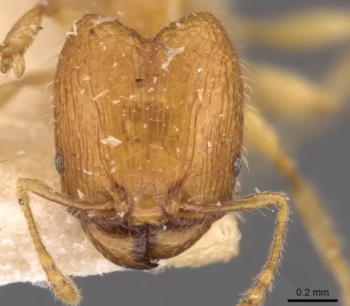 Pheidole butteli - CASENT0907864