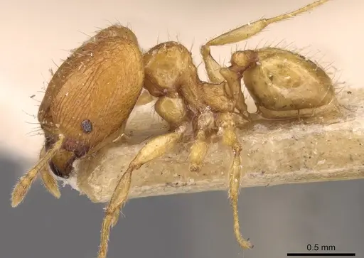 Pheidole butteli - CASENT0907864