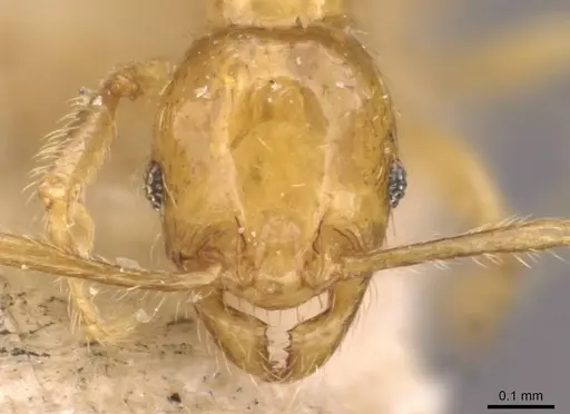 Pheidole butteli - CASENT0907865