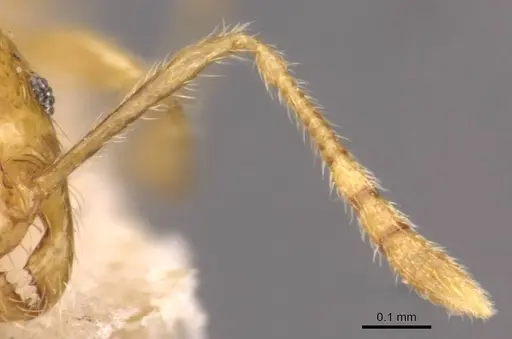 Pheidole butteli - CASENT0907865