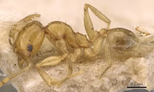 Pheidole butteli - CASENT0907865