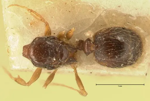 Pheidole butteli - FOCOL1400