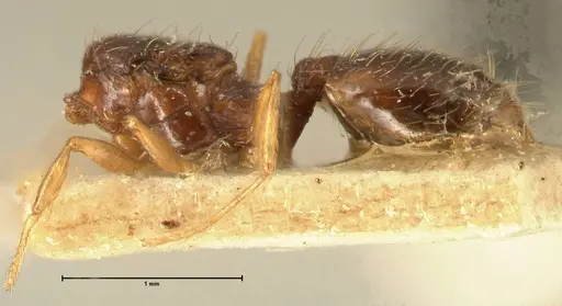 Pheidole butteli - FOCOL1400