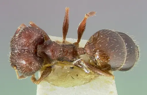 Pheidole caffra specimen
