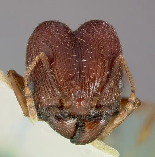 Pheidole caffra specimen