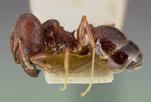 Pheidole caffra - CASENT0003145