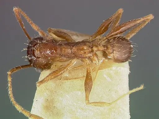 Pheidole caffra - CASENT0006021