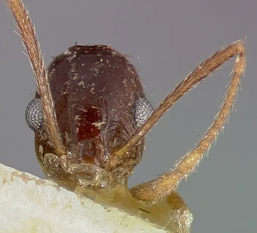 Pheidole caffra - CASENT0006021