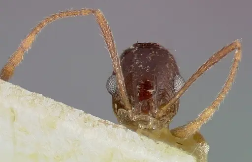 Pheidole caffra - CASENT0006021