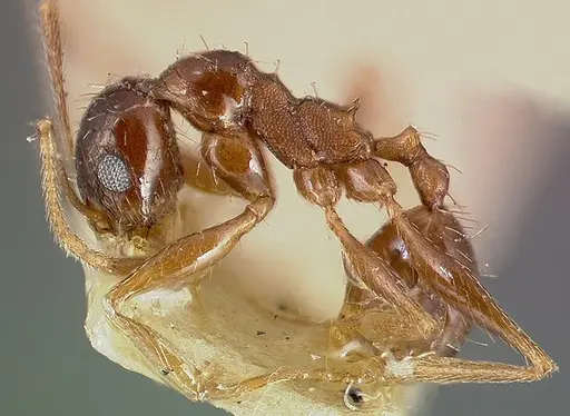 Pheidole caffra - CASENT0006021