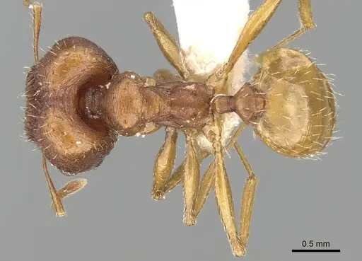 Pheidole caffra - CASENT0281614