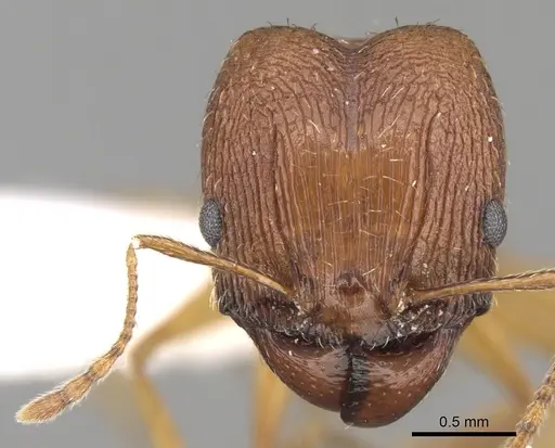 Pheidole caffra - CASENT0281614