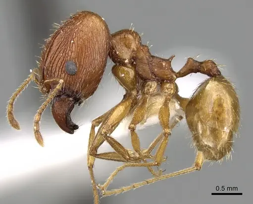 Pheidole caffra - CASENT0281614