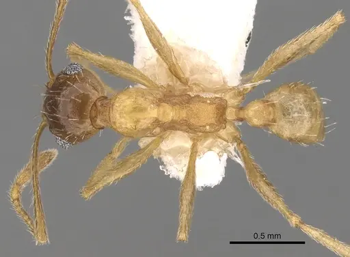 Pheidole caffra - CASENT0281615