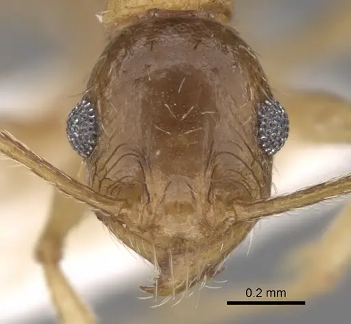 Pheidole caffra - CASENT0281615