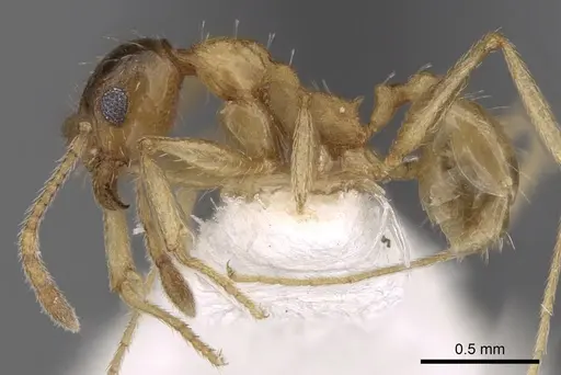 Pheidole caffra - CASENT0281615