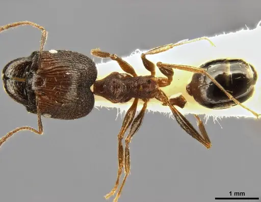 Pheidole caffra - CASENT0282877