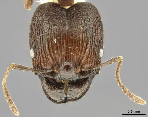 Pheidole caffra - CASENT0282877