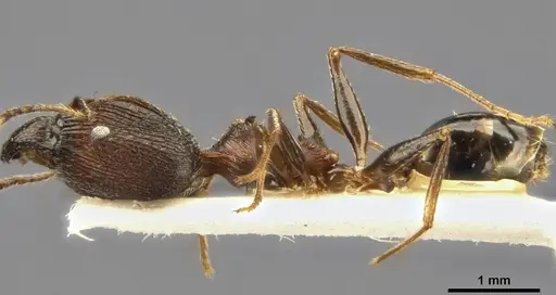 Pheidole caffra - CASENT0282877