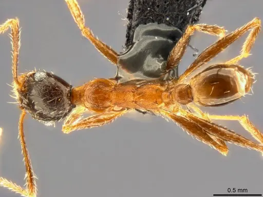 Pheidole caffra - CASENT0283108