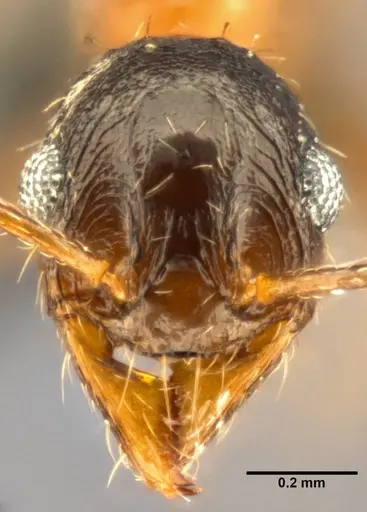 Pheidole caffra - CASENT0283108