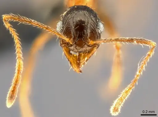 Pheidole caffra - CASENT0283108