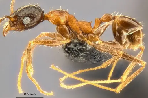 Pheidole caffra - CASENT0283108