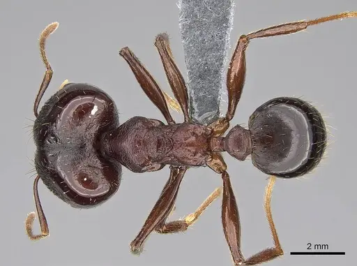 Pheidole caffra - CASENT0785931
