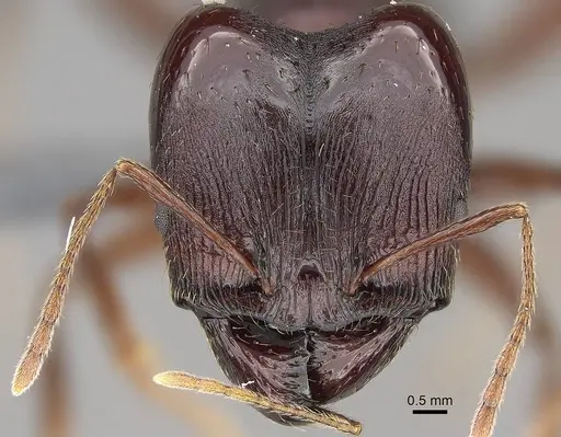 Pheidole caffra - CASENT0785931