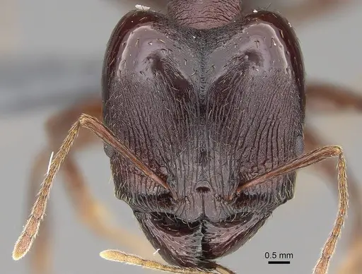 Pheidole caffra - CASENT0785931