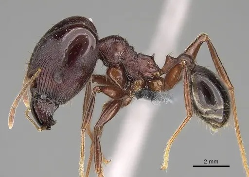 Pheidole caffra - CASENT0785931