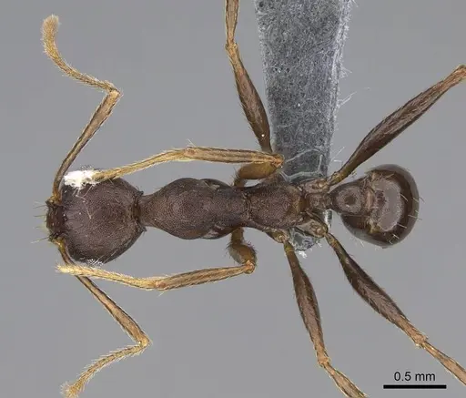 Pheidole caffra - CASENT0785932