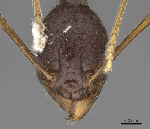 Pheidole caffra - CASENT0785932