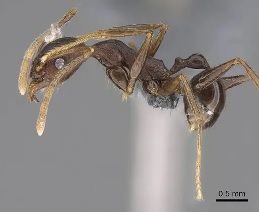 Pheidole caffra - CASENT0785932