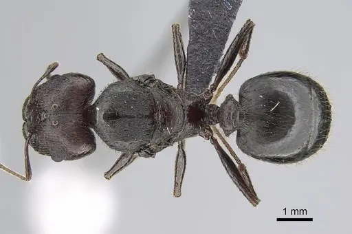 Pheidole caffra - CASENT0822201