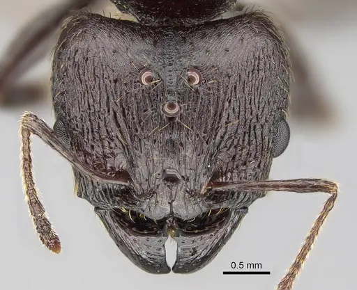 Pheidole caffra - CASENT0822201