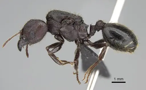 Pheidole caffra - CASENT0822201