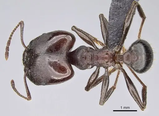 Pheidole caffra - CASENT0822202