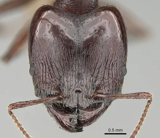 Pheidole caffra - CASENT0822202