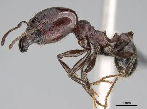 Pheidole caffra - CASENT0822202